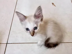 Gato raça SRD-ViraLata idade 2 a 6 meses nome Vanilla bb2meses lindíssima 