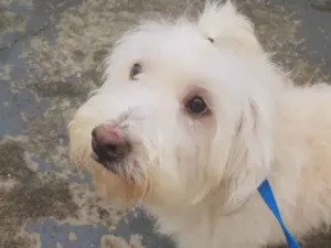 Cachorro raça Poodle  idade 7 a 11 meses nome Rebeca