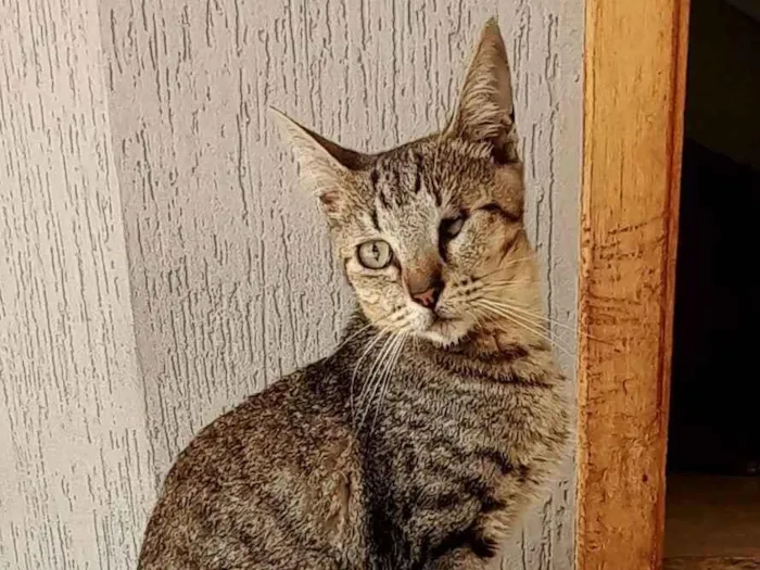 Gato ra a SRD-ViraLata idade 1 ano nome Maisena