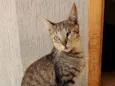 Maisena