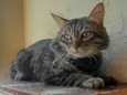 Felix