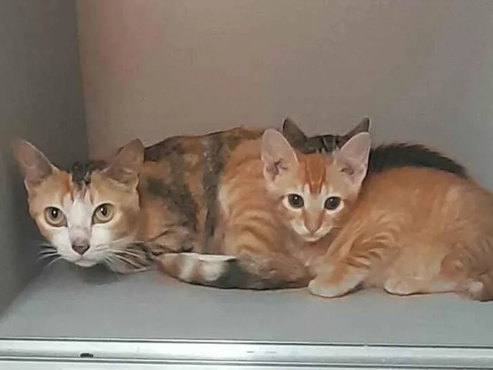 Gato ra a SRD-ViraLata idade 2 anos nome Sofia e Lukinha