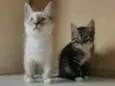 Léti e Glau