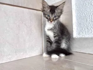 Gato raça SRD-ViraLata idade 2 a 6 meses nome Oliver bb2meses lindo pelo longo 