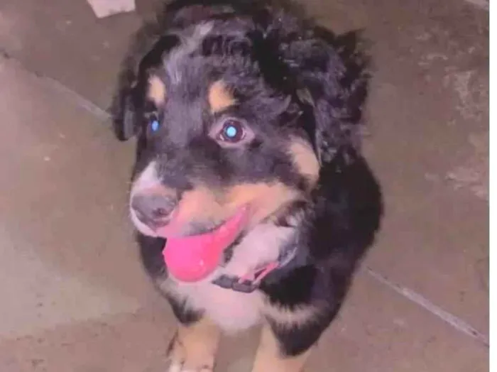 Cachorro ra a Não tem definição idade 2 a 6 meses nome Skay 