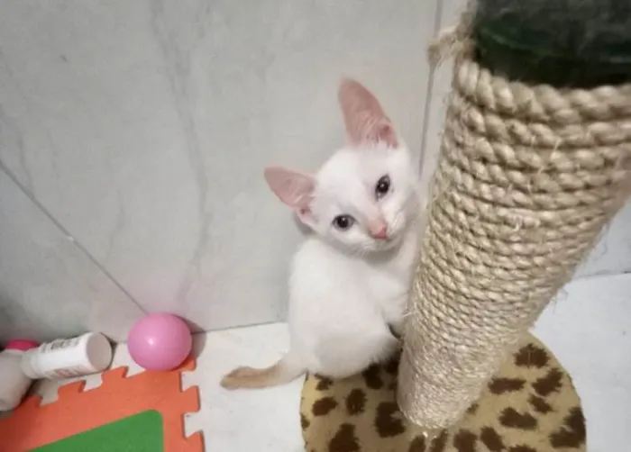 Gato ra a SRD-ViraLata idade 2 a 6 meses nome Yuki bb2meses lindo