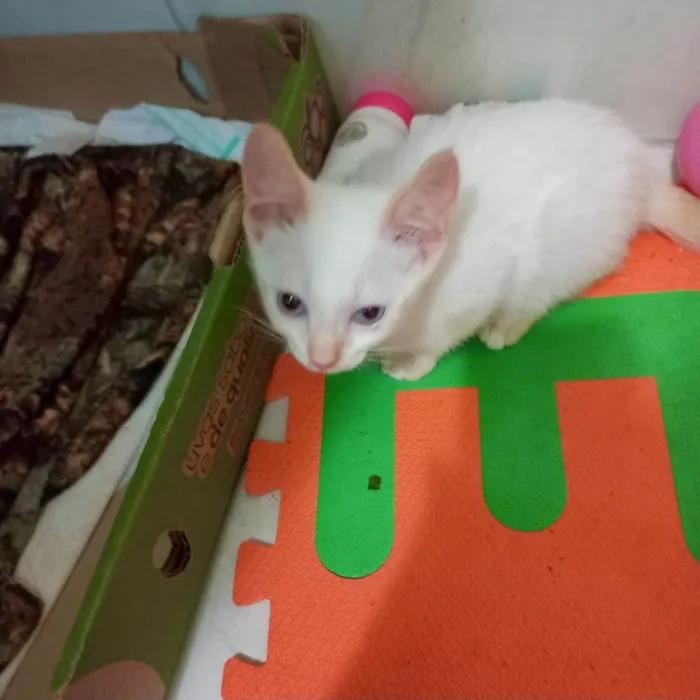 Gato ra a SRD-ViraLata idade 2 a 6 meses nome Yuki bb2meses lindo