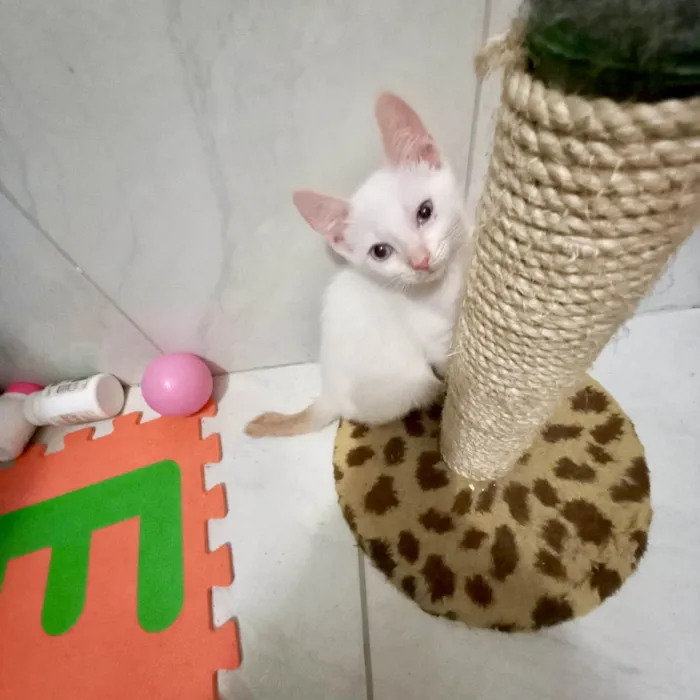 Gato ra a SRD-ViraLata idade 2 a 6 meses nome Yuki bb2meses lindo