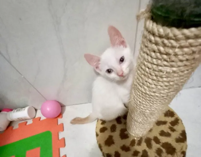 Gato ra a SRD-ViraLata idade 2 a 6 meses nome Yuki bb2meses lindo