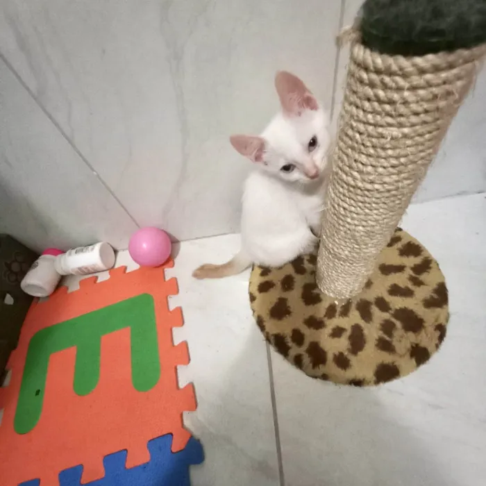 Gato ra a SRD-ViraLata idade 2 a 6 meses nome Yuki bb2meses lindo