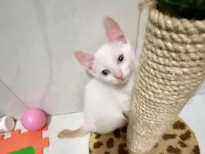 Gato raça SRD-ViraLata idade 2 a 6 meses nome Yuki bb2meses lindo