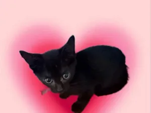Gato raça SRD-ViraLata idade 2 a 6 meses nome Kiwi bb2meses linda 