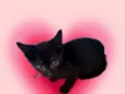 Kiwi bb2meses linda