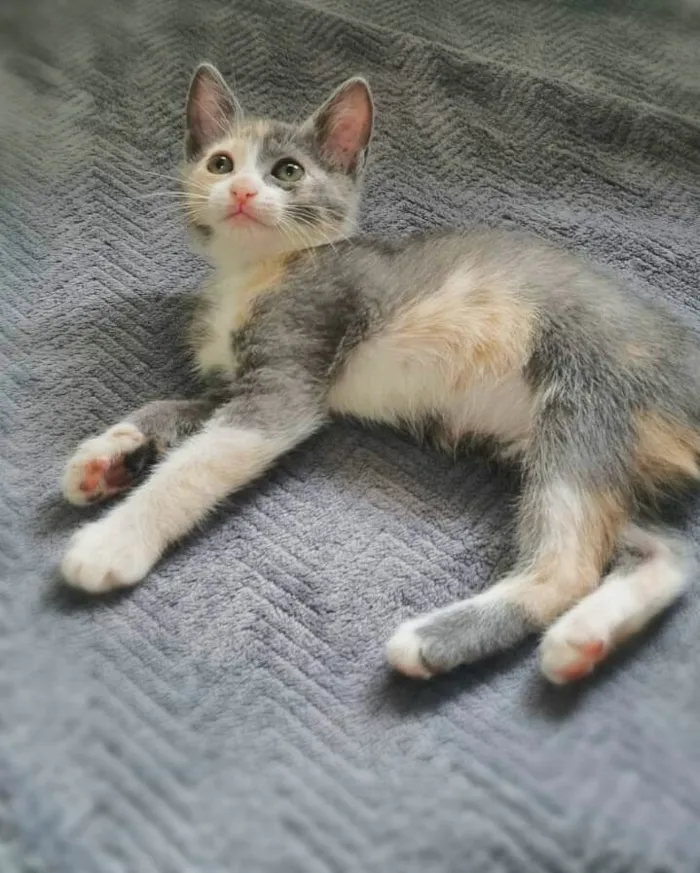 Gato ra a srd idade 2 anos nome Aurora