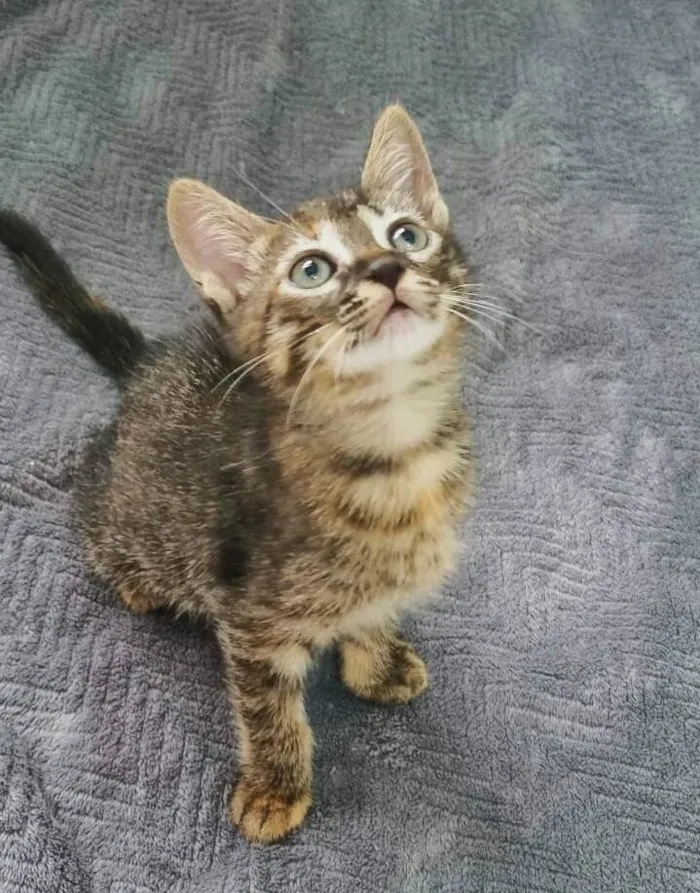 Gato ra a srd idade 2 anos nome Aurora