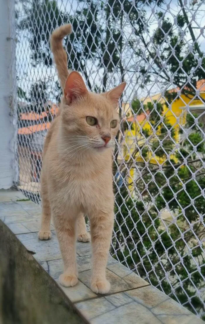 Gato ra a srd idade 2 anos nome Aurora
