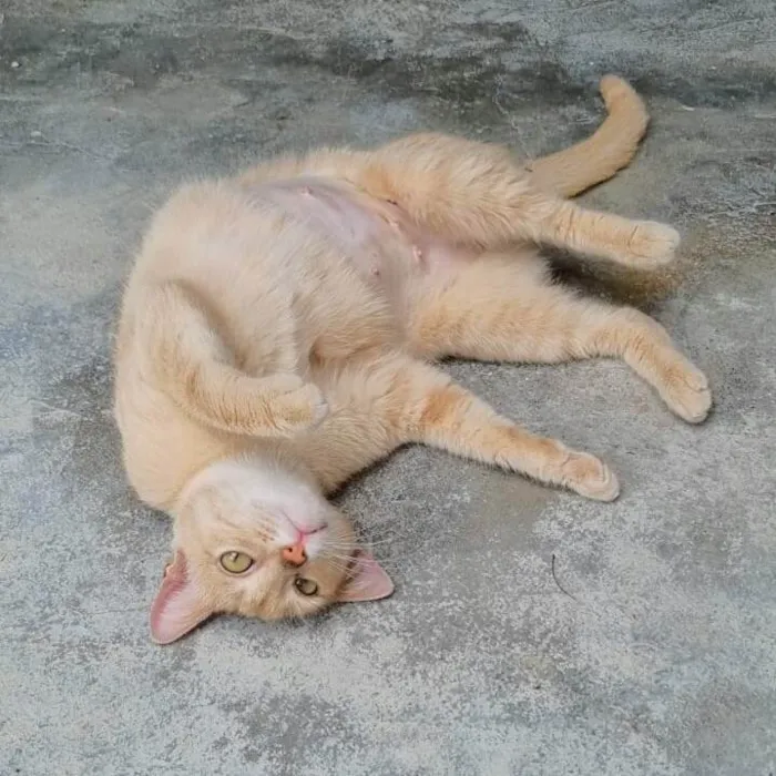 Gato ra a srd idade 2 anos nome Aurora