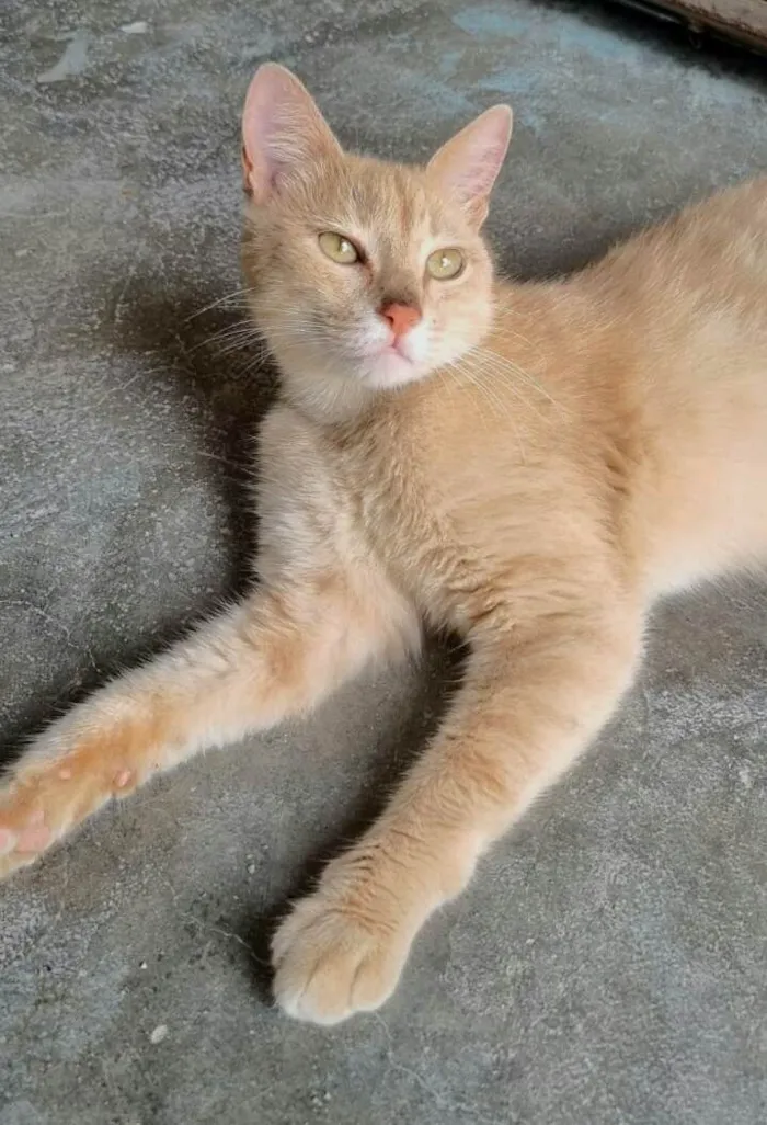 Gato ra a srd idade 2 anos nome Aurora