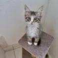Océan bb2meses pelo longo