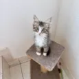 Océan bb2meses pelo longo