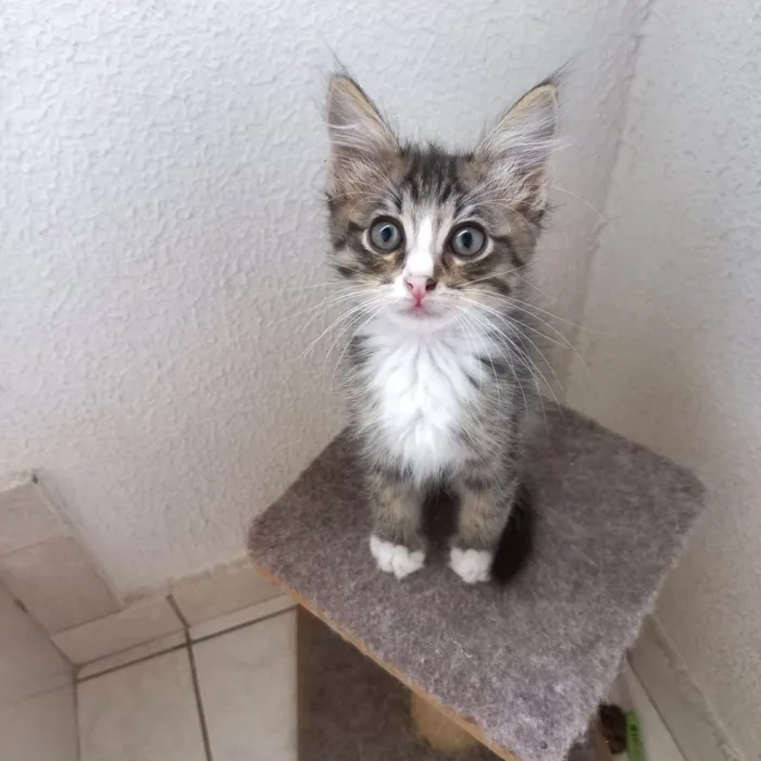 Gato ra a SRD-ViraLata idade 2 a 6 meses nome Océan bb2meses pelo longo 