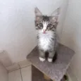 Océan bb2meses pelo longo