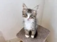 Océan bb2meses pelo longo