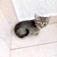 Chilli bb2meses lindo e fofo