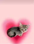 Chilli bb2meses lindo e fofo
