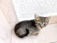Chilli bb2meses lindo e fofo