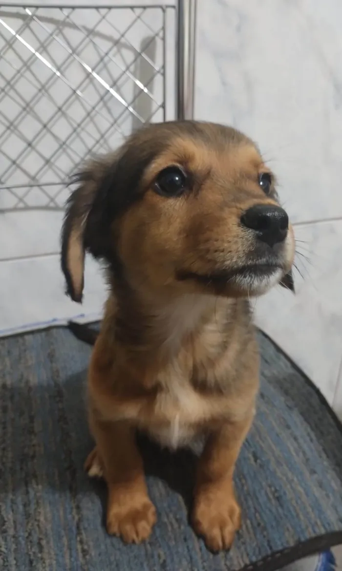 Cachorro ra a SRD-ViraLata idade 2 a 6 meses nome nome