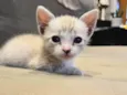 Amora