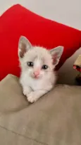 Dalila