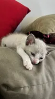 Dalila