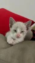 Dalila