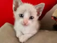 Dalila