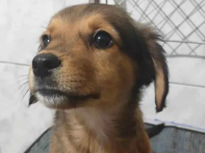 Cachorro ra a SRD-ViraLata idade 2 a 6 meses nome nome