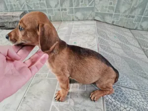 Cachorro raça Salsicha e SRD idade 2 a 6 meses nome Sem Nome Definido.