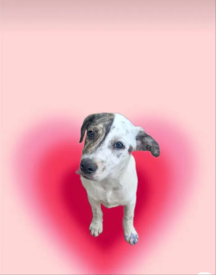 Cachorro ra a SRD-ViraLata idade 2 a 6 meses nome Tintin bb6meses porte Pequeno 