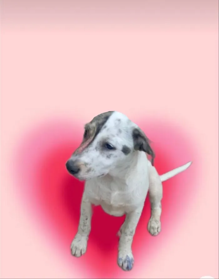 Cachorro ra a SRD-ViraLata idade 2 a 6 meses nome Tintin bb6meses porte Pequeno 