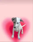 Tintin bb6meses porte Pequeno