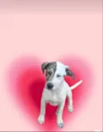 Tintin bb6meses porte Pequeno