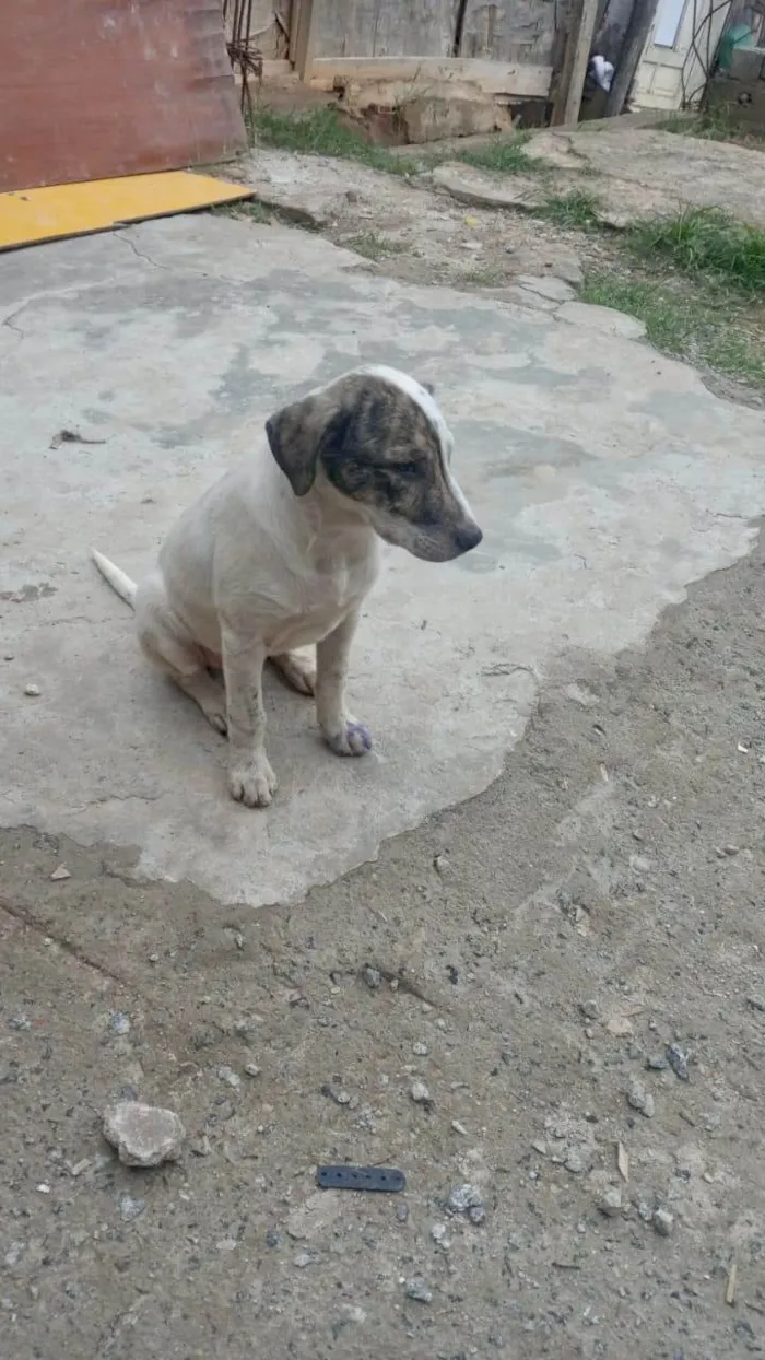 Cachorro ra a SRD-ViraLata idade 2 a 6 meses nome Tintin bb6meses porte Pequeno 