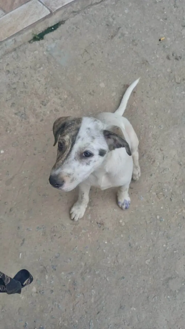 Cachorro ra a SRD-ViraLata idade 2 a 6 meses nome Tintin bb6meses porte Pequeno 