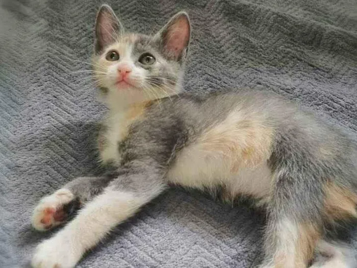 Gato ra a srd idade 2 anos nome Aurora