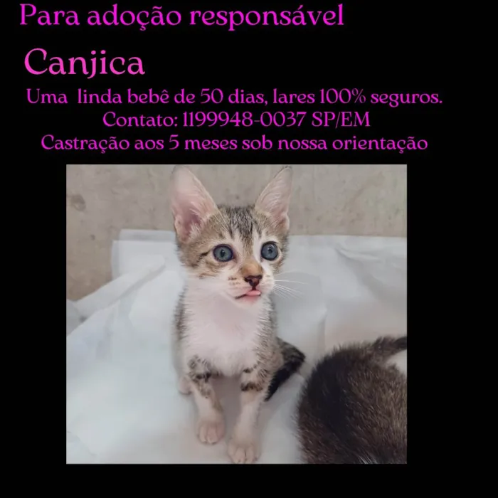 Gato ra a SRD-ViraLata idade 2 a 6 meses nome Dori