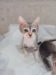 Dori