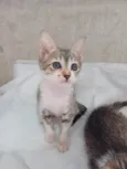 Dori