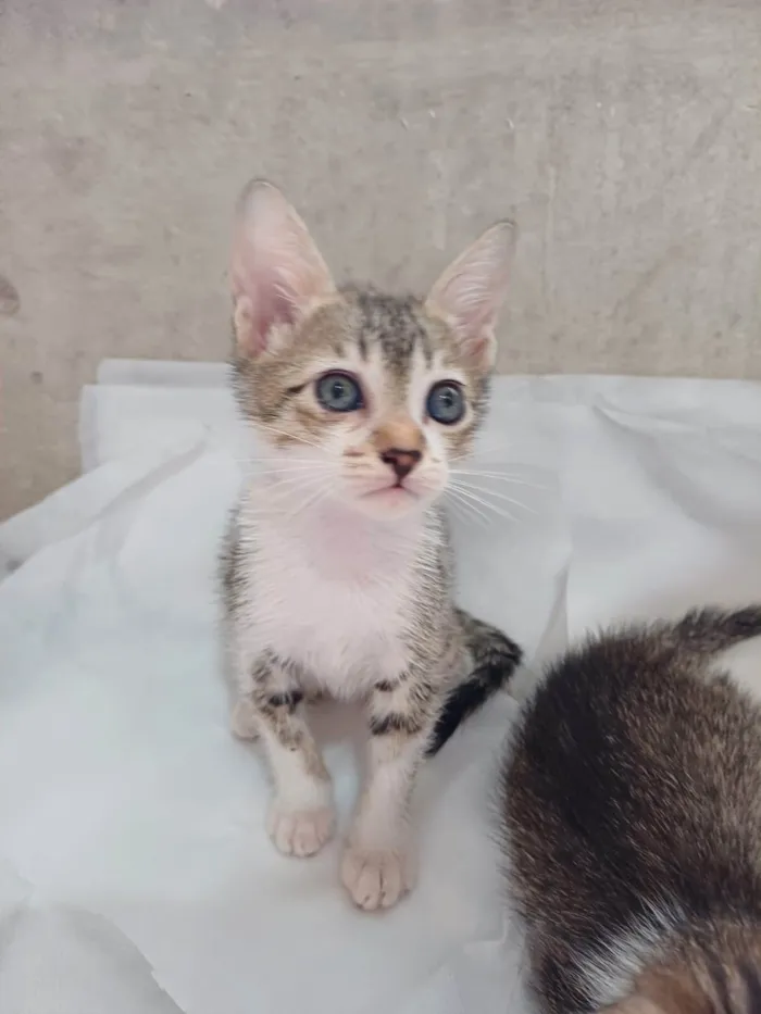 Gato ra a SRD-ViraLata idade 2 a 6 meses nome Dori