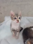 Dori